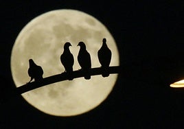 Llega la Luna del Cazador.