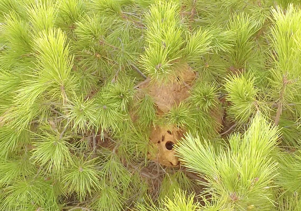 Nido de velutinas localizado en Alhaurín de la Torre.