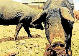 Los purines, reutilizados.