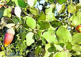 Frutas olvidadas para crear empresas agroalimentarias