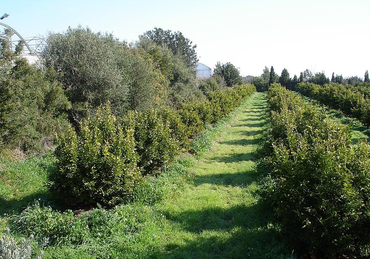 Andalucía consolida su liderazgo en producción ecológica, con casi 1,5 millones de hectáreas cultivadas