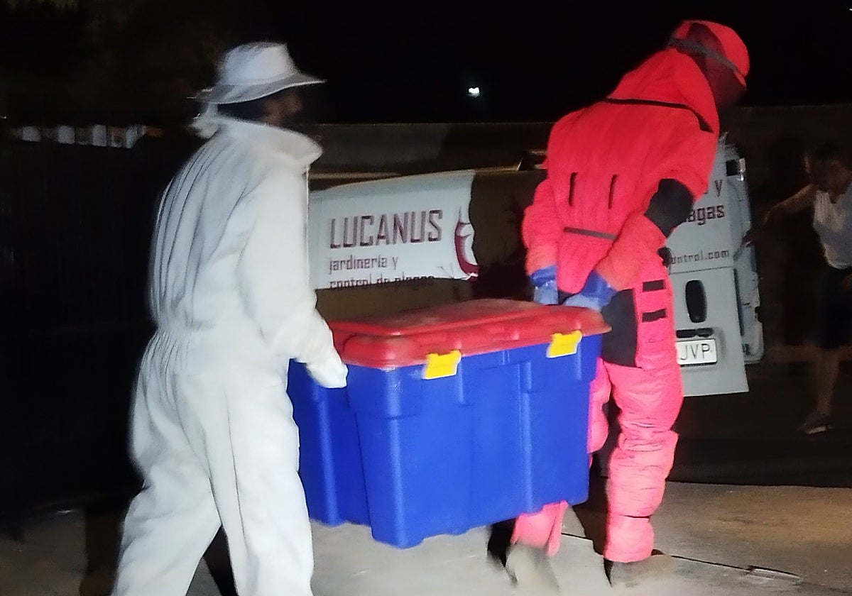Caja que contiene el nido de velutinas, retirado la pasada madrugada.