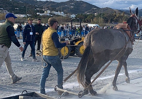 Imagen de una edición del concurso de enganches en Nerja.