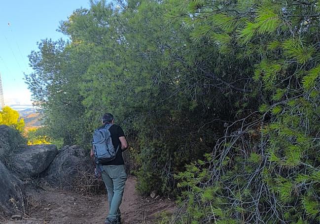 Hay que atravesar y bodear un espeso pinar