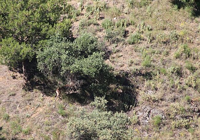Una cabra montés se deja ver parcialmente bajo un acebuche