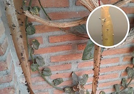 Cientos de moscas en el tallo de una planta en la barriada de El Sexmo.