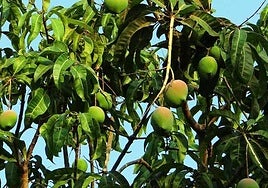 Investigadores andaluces diseñan un bioplástico con hoja de mango que retrasa la oxidación de los alimentos