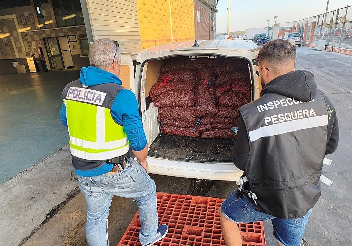Intervienen en Andalucía 1.600 kilos de almeja japonesa sin garantía de seguridad alimentaria