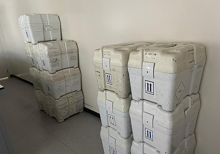 Muestras de sangre procedentes de extracciones efectuadas ayer en los centros de salud.