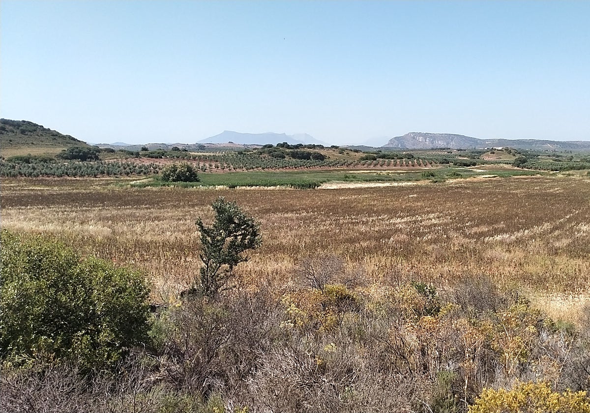 La Laguna de Camuñas en el término municipal de Campillos.