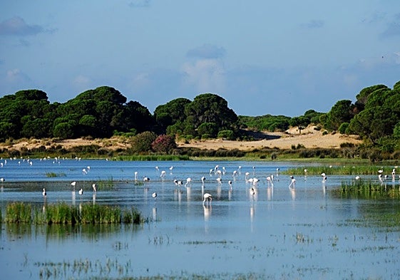 Marismas del Parque Nacional de Doñana.