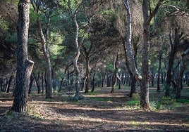 Zona de pinares en Torremolinos.