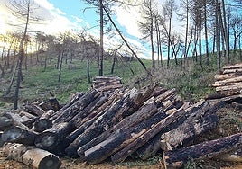 El contrato incluye tratamiento silvícolas, desbroces, podas y repoblaciones, entre otros trabajos.