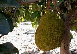Imagen de uno de los ejemplares de 'jack fruit' cultivados en las instalaciones de La Mayora en Algarrobo.