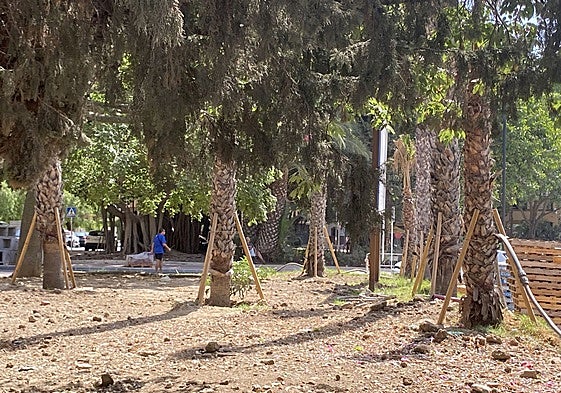 Palmeras y árboles en Arroyo de la Miel.