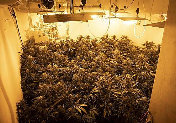 Cuatro condenados por usar identidad falsa para enviar droga desde Málaga con una empresa de paquetería