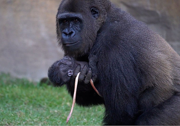 La madre, Wefa, con su cría tras el parto, aún con el cordón umbilical.