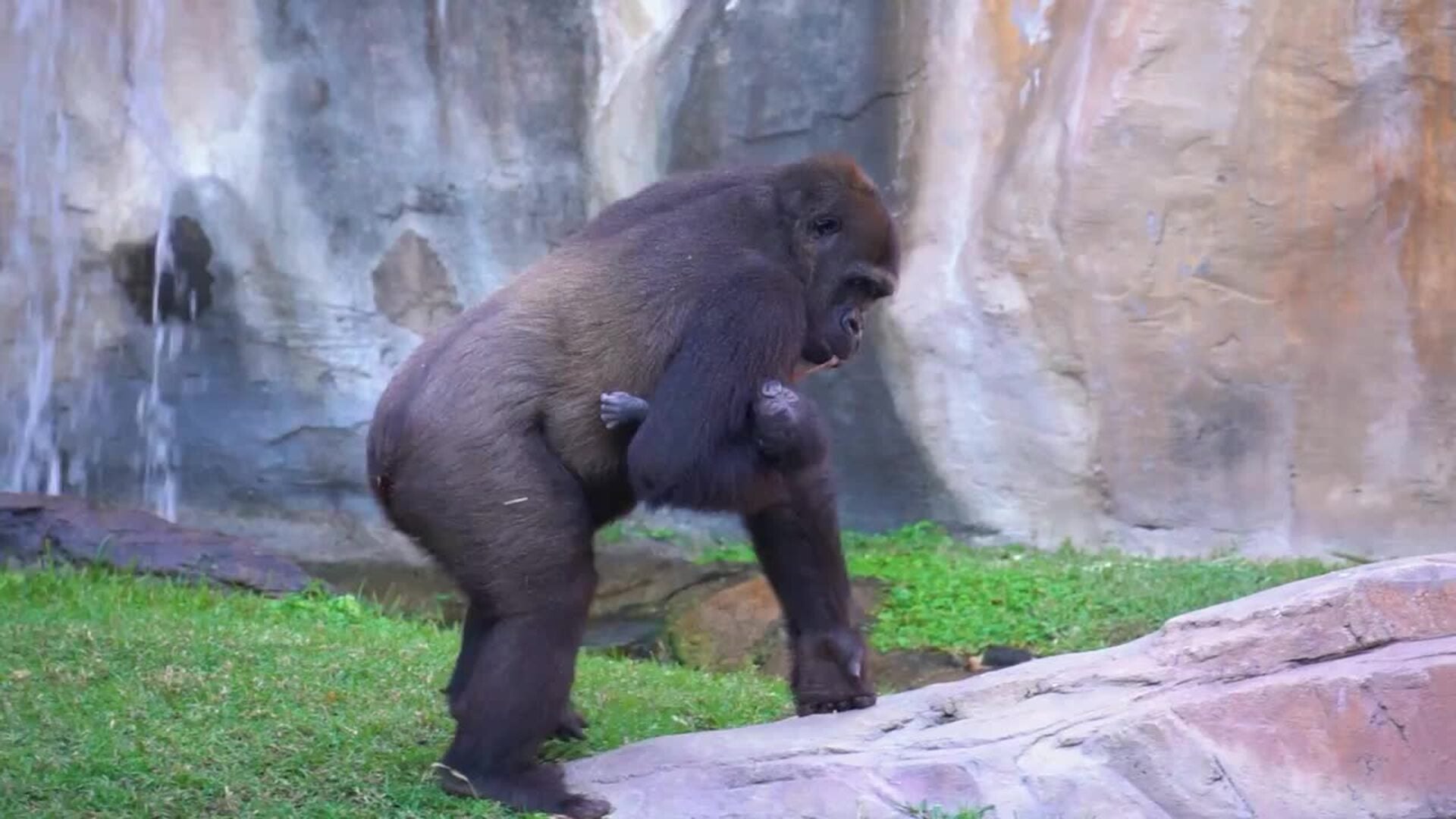 Nace una cría de gorila de llanura en Bioparc Fuengirola ante los ojos de los visitantes