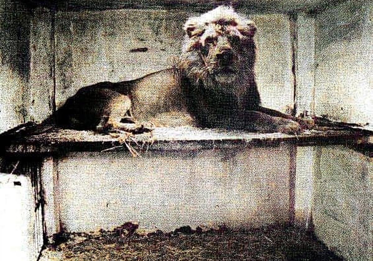 Yoca, que pesaba unos 215 kilos, generó problemas con los vecinos. En la imagen, el último día del animal en la casa particular de Carranque.