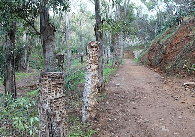 Bosque de eucaliptos tallados.