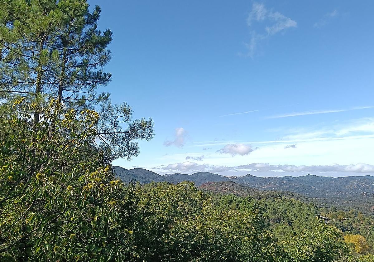 Paisaje forestal en el Parque Natural Sierra de Aracena y Picos de Aroche en la provincia de Huelva.