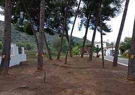 Pinos del municipio marcados con los dispositivos de aplicación del tratamiento preventivo.