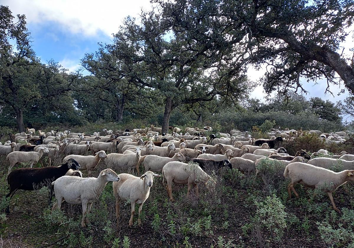 La Junta auxilia a más de cien explotaciones ganaderas de la Serranía de Ronda afectadas por la lengua azul