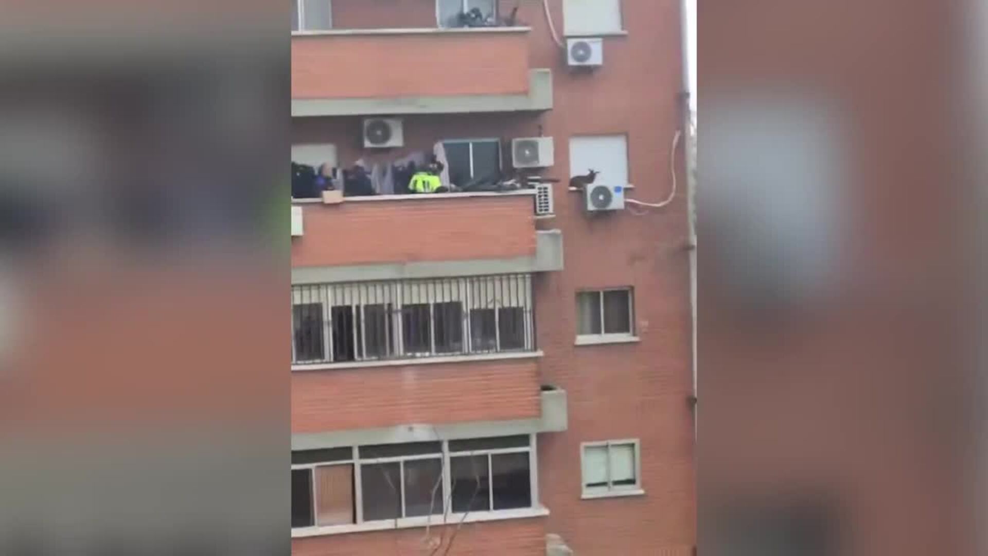 Bomberos rescatan una cabra posada sobre la ventana de un quinto piso en Villaverde