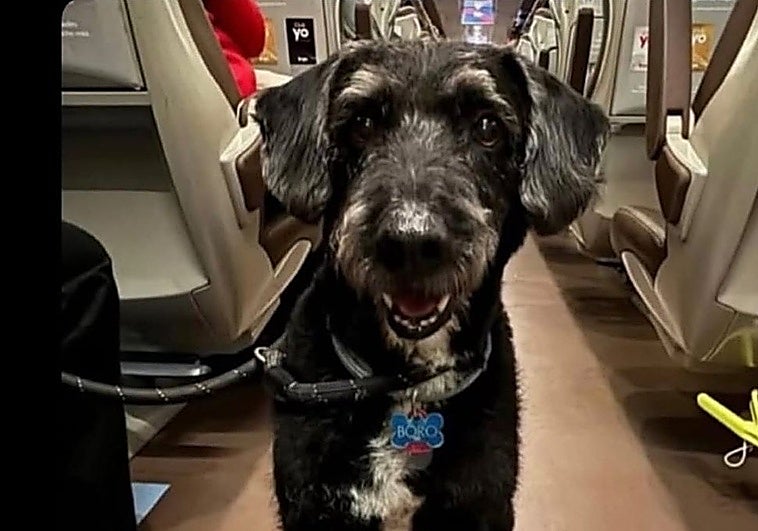 La Guardia Civil localiza con vida a Boro, el perro de la malagueña embaraza en estado crítico tras el accidente de Adamuz