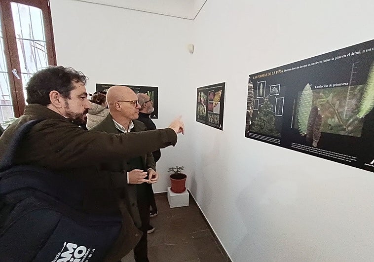 Las edades del pinsapo: una exposición para conocer al árbol más emblemático de Málaga
