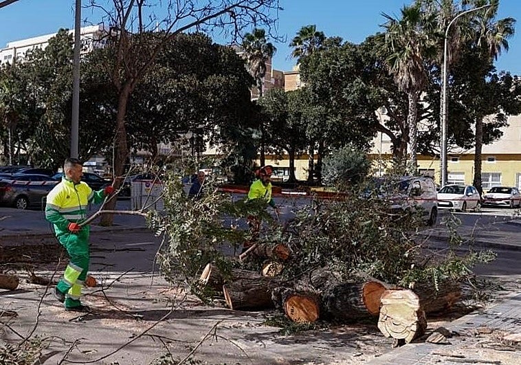 Málaga taló 1.672 árboles en 2025: el motivo fue evitar que cayesen en la calle