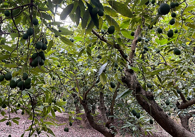 Un estudio advierte de los retos de la agricultura en la Axarquía y propone diversificar más allá del aguacate