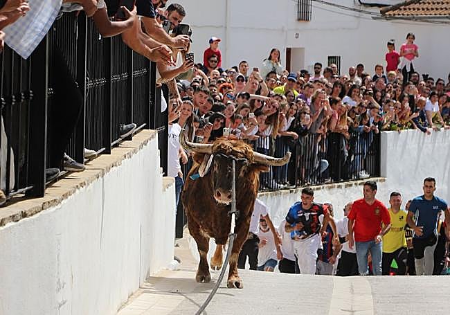 Toro de Cuerda, en Gaucín.