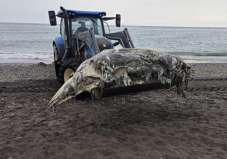 Hallan restos de una ballena de diez metros en la playa torroxeña de Ferrara