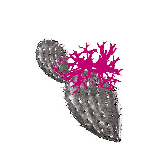 Muxgo o la utopía cocinada