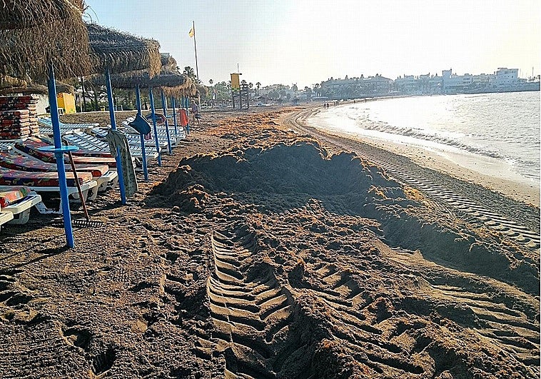Declarada de fuerza mayor y extrema necesidad la llegada masiva del alga asiática a Andalucía