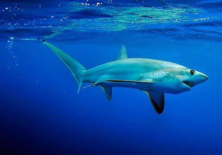 Pescadores localizan a un tiburón zorro a 20 metros de la costa en Rincón de la Victoria