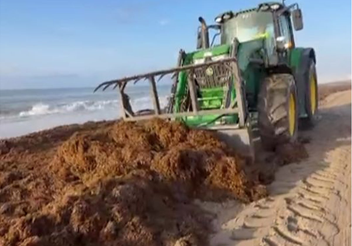 Estepona retira 950 toneladas de algas desde el sábado, concentradas en una playa