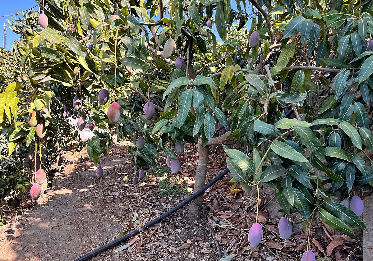 La campaña del mango arranca en la Axarquía con una previsión de 40.000 toneladas