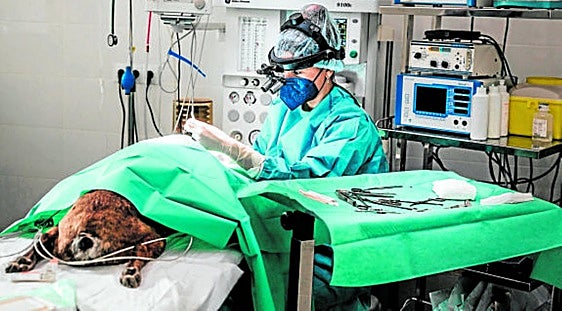 SOS Animal realiza con éxito trasplantes fecales en perros y gatos