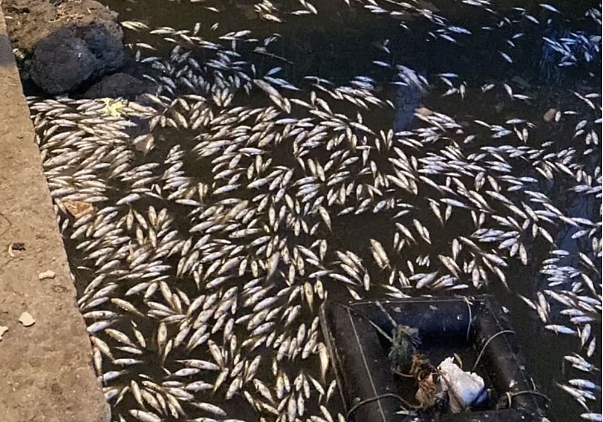 Aparecen cientos de peces muertos en la desembocadura del río Guadaiza, en Marbella