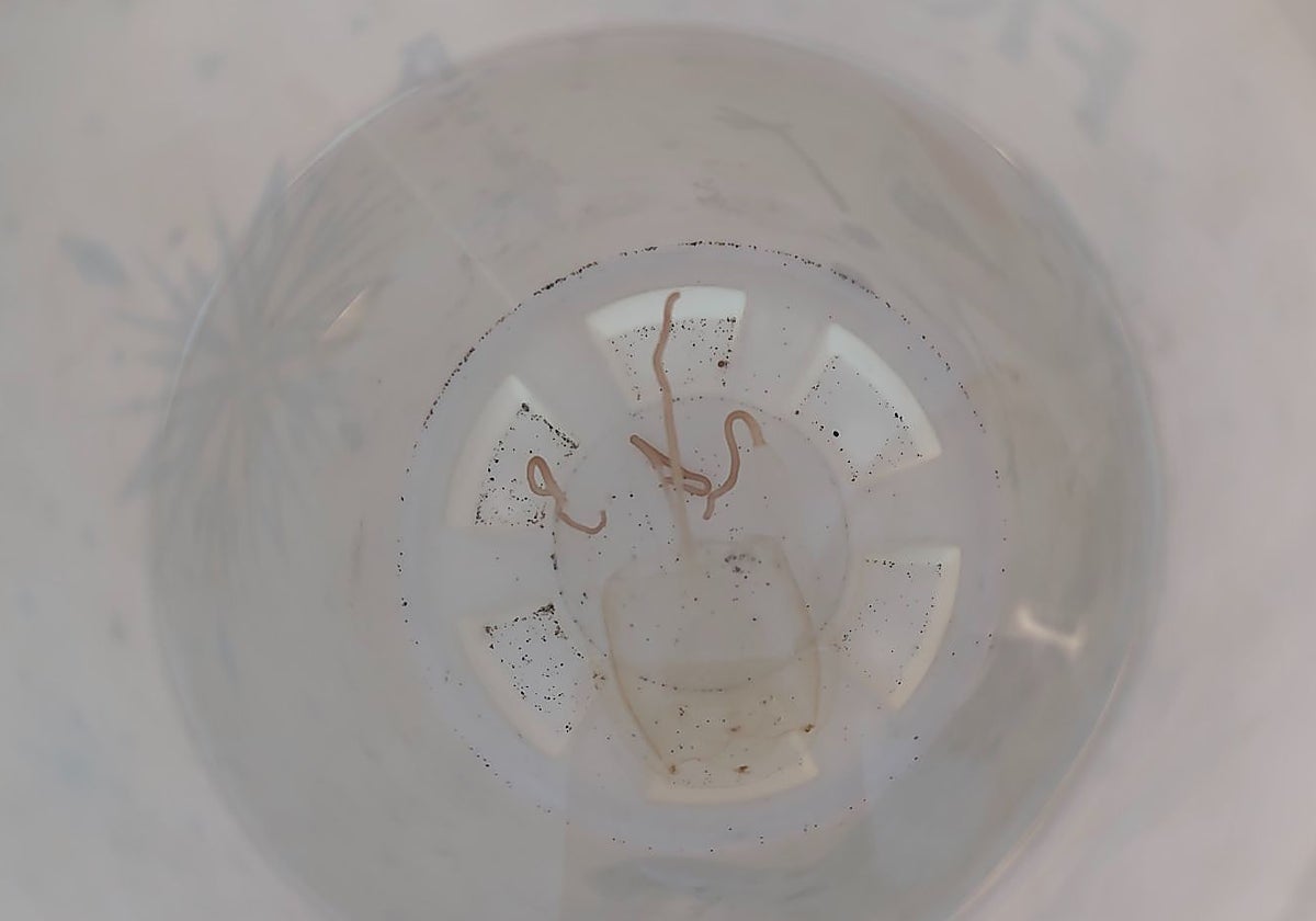 El peligro que no se ve: detectan la presencia de medusas cubo en varias playas de Málaga