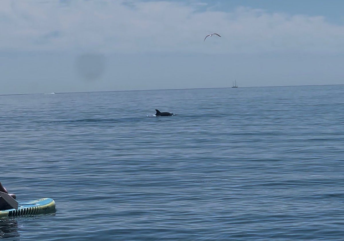 Dos delfines hacen las delicias de los bañistas en la playa de Valle Niza