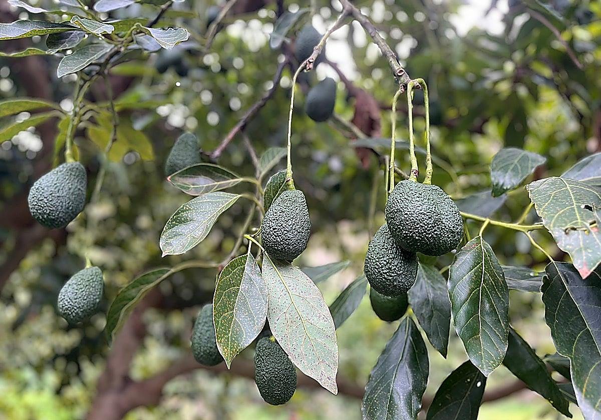 Buscan a 200 operarios de fábrica para trabajar en la Axarquía en la manipulación de mangos y aguacates