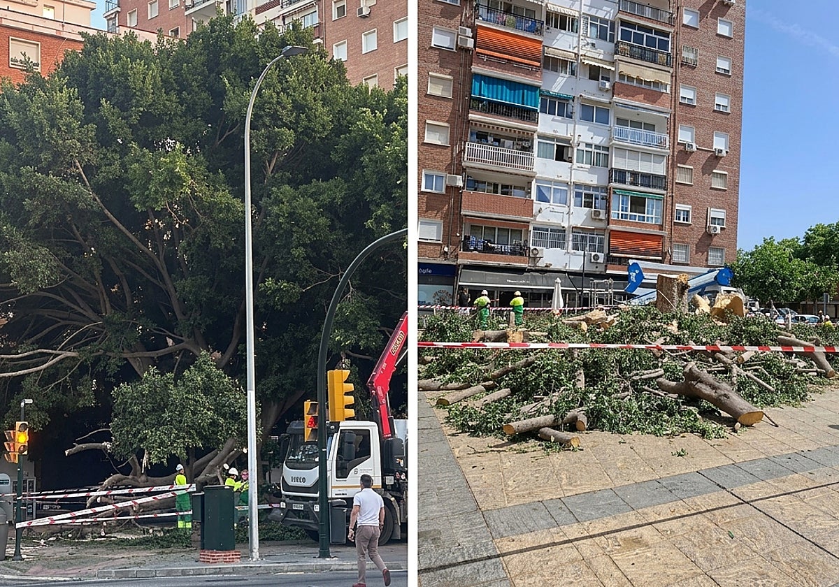 El Ayuntamiento sustituirá el ficus talado de la barriada de la Paz por un árbol de porte medio