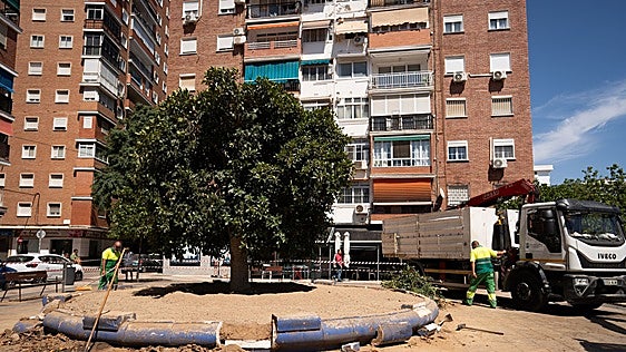 Los árboles de Málaga con más riesgo de caída de ramas serán sustituidos por otras especies
