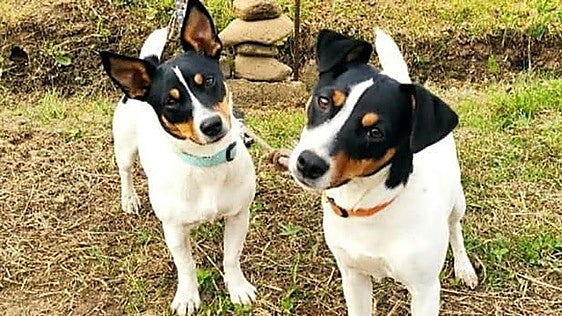 Yoga con perros o repostería canina: Dog Fest llega a Málaga