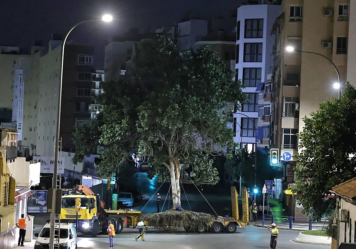 Así ha sido el traslado del gran ficus desde el Arroyo de los Ángeles hasta La Rosaleda