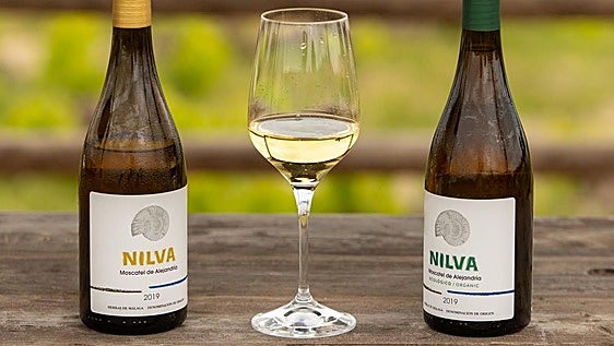El renacer del vino de Manilva: por qué es uno de los más exclusivos de Europa