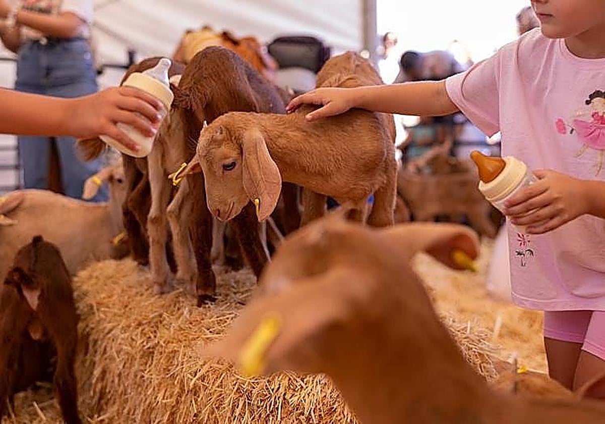 La XVII Fiesta de la Cabra Malagueña de Casabermeja, el 19 y 20 de septiembre